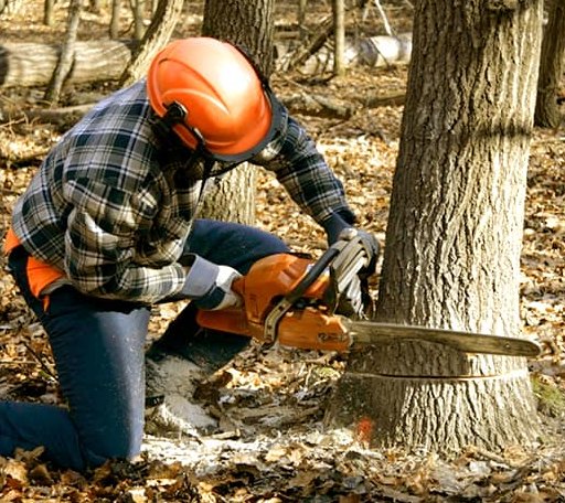 Tree Removal in Delia, KS